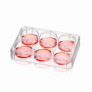 Thermo Fisher, 6 Well Multidish Poly-Lysin, 152035