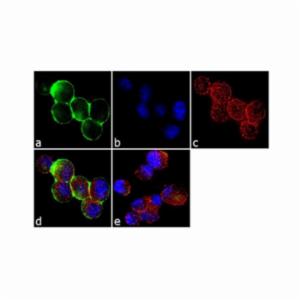 Thermo Fisher, MOUSE ANTI-C-MET (CLONE 3D4, 187366