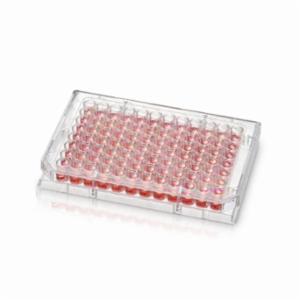 Thermo Fisher, Thermo Scientific, 96 Well Conical (V) Bottom Plate, Non-Treated Surface, Pack of 1, CASE OF 50, 277143