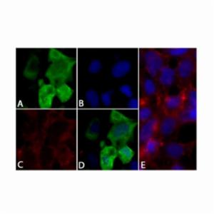 Thermo Fisher, 6X-HIS TAG ANTIBODY 100 UG, 372900