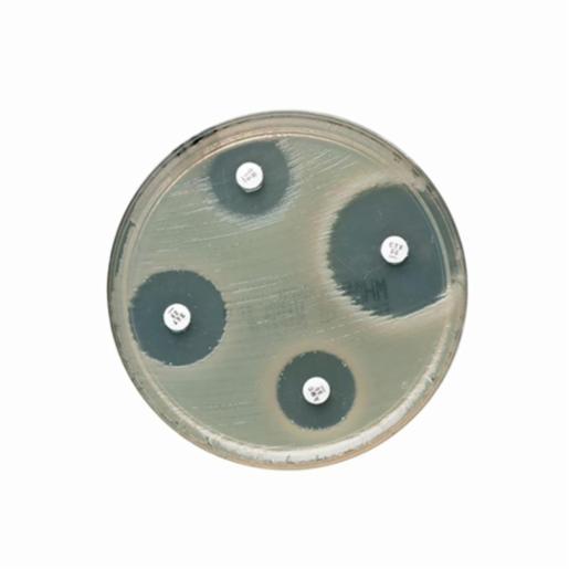 Thermo Fisher Oxoid Streptococcal Grouping Kit, 50 Tests/Kit, DR0585A ...