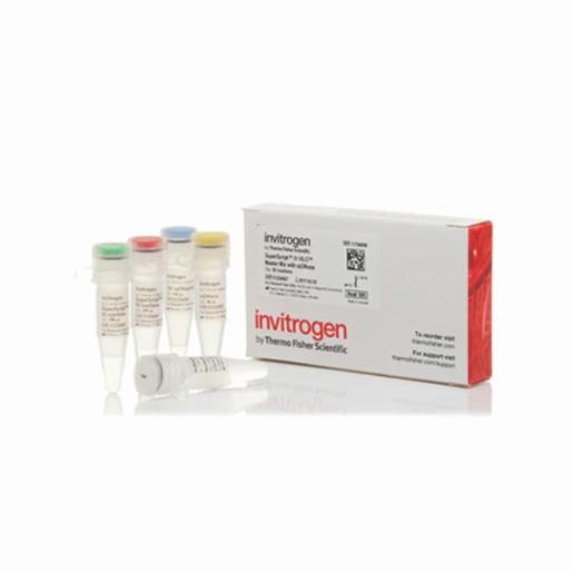 Superscript Vilo Thermo Fisher, Invitrogen, SuperScript IV VILO Master Mix, 50 RXNS ...