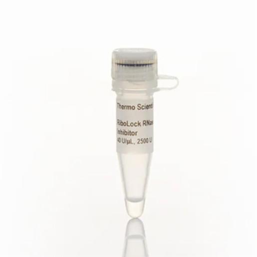 Thermo Fisher, Thermo Scientific, RiboLock RNase Inhibitor (40 U/µL), EA, EO0381