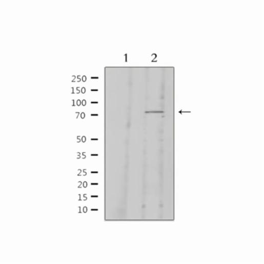 Thermo Fisher, Kininogen 1 Polyclonal A, PA5102459