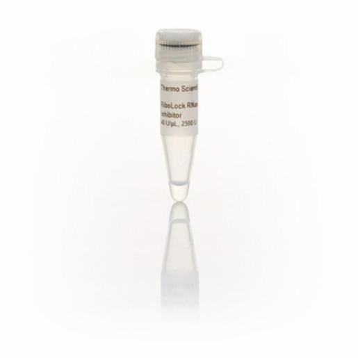 Thermo Fisher, Thermo Scientific, RiboLock RNase Inhibitor (40 U/µL), EA, EO0384